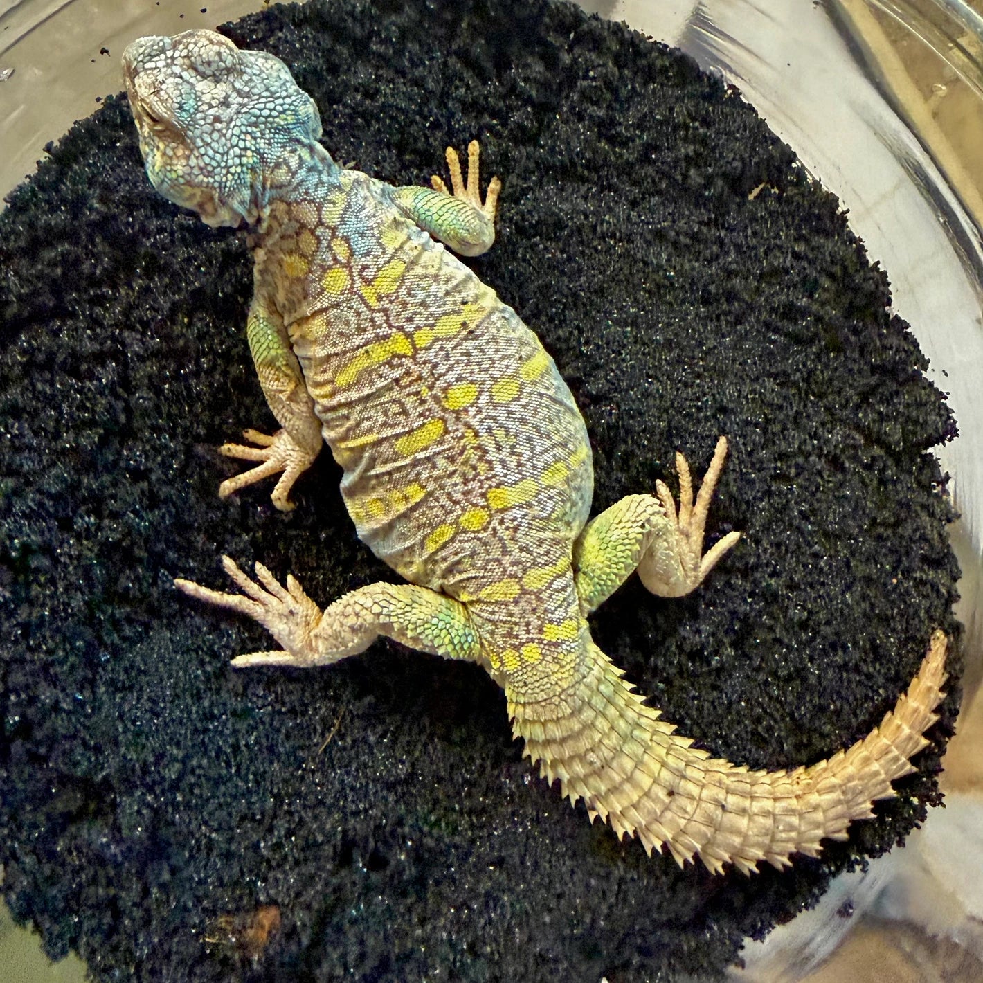 Ornate Uromastyx Baby