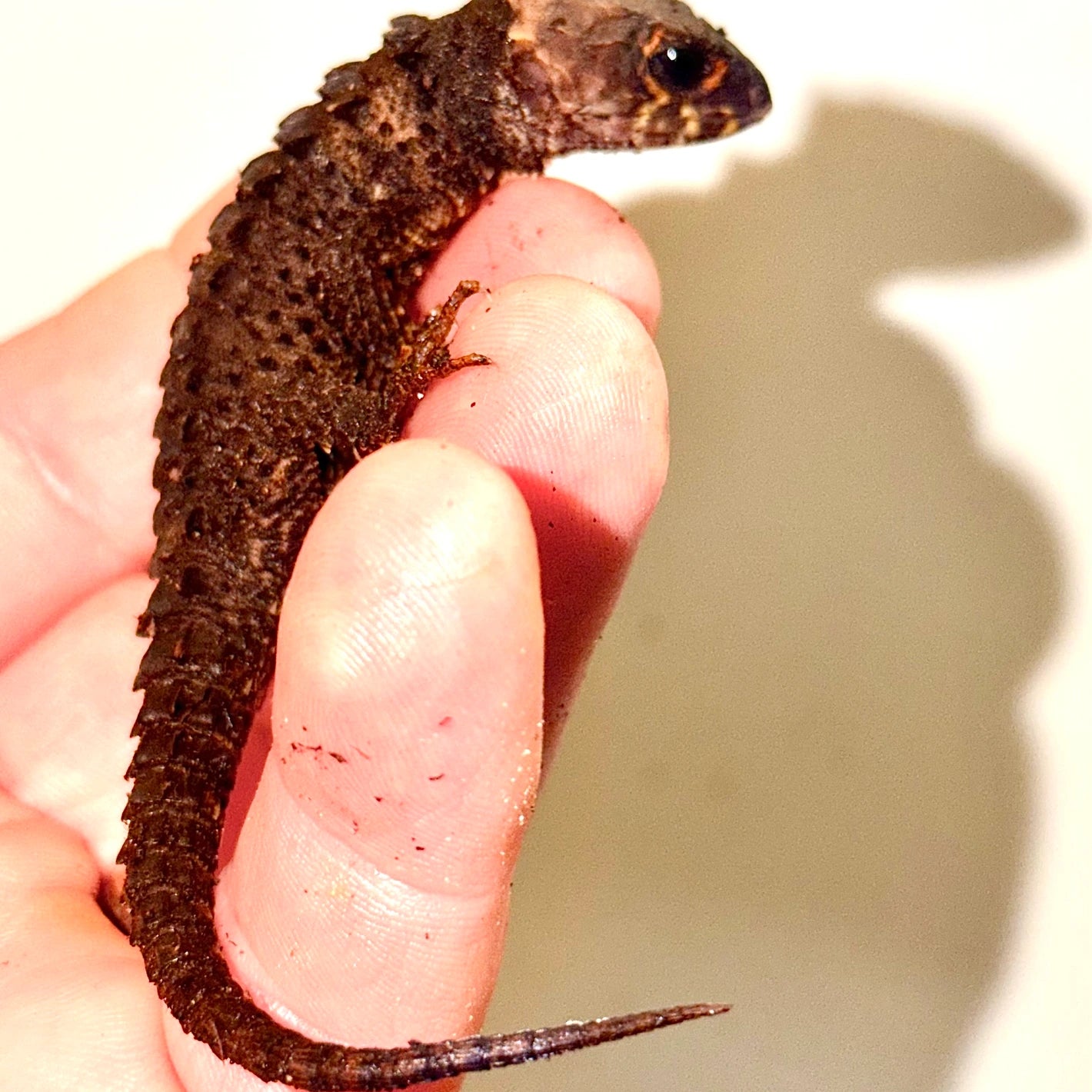 Red Eye Croc Skink More Skink Baby