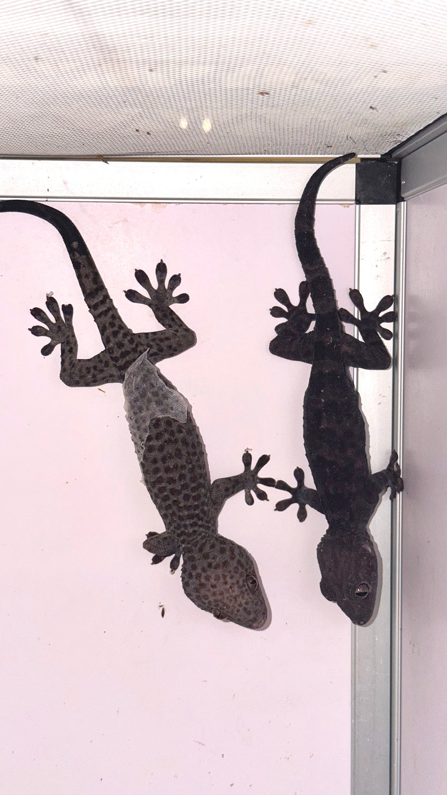 1.1 pair of blueberry Tokay Geckos