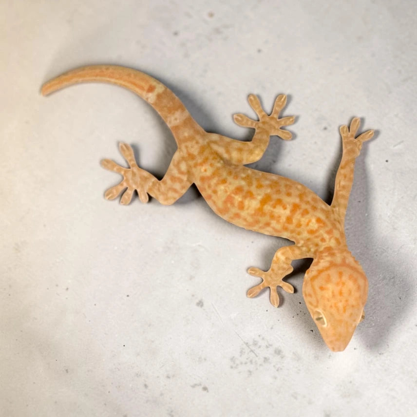 A+ Albino