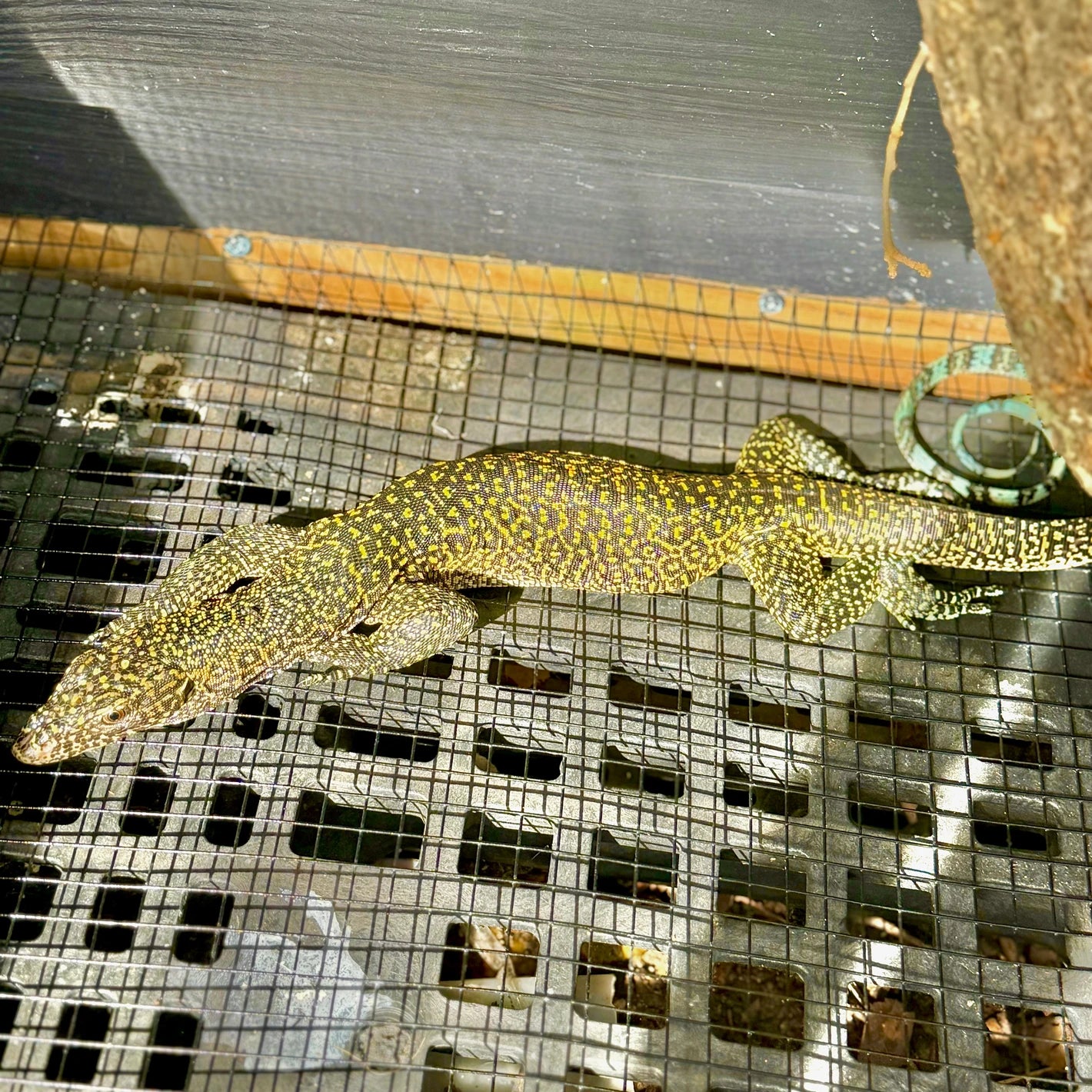 Jayapura Blue Tailed Monitor (Varanus Doreanus)