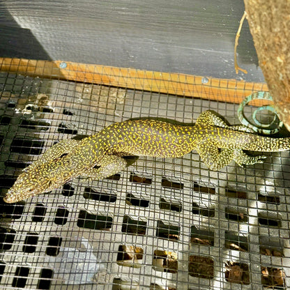 Jayapura Blue Tailed Monitor (Varanus Doreanus)
