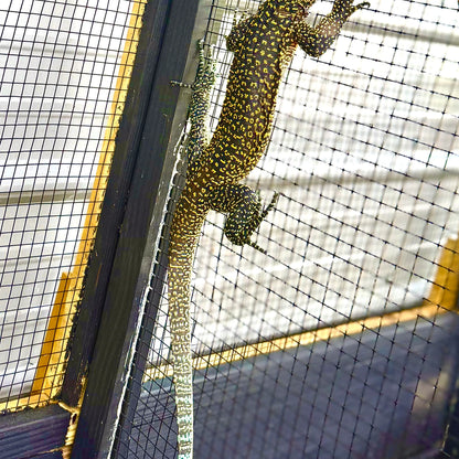 Jayapura Blue Tailed Monitor (Varanus Doreanus)