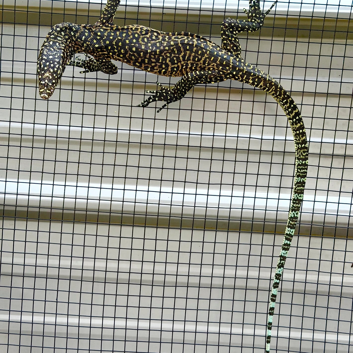 Jayapura Blue Tailed Monitor (Varanus Doreanus)
