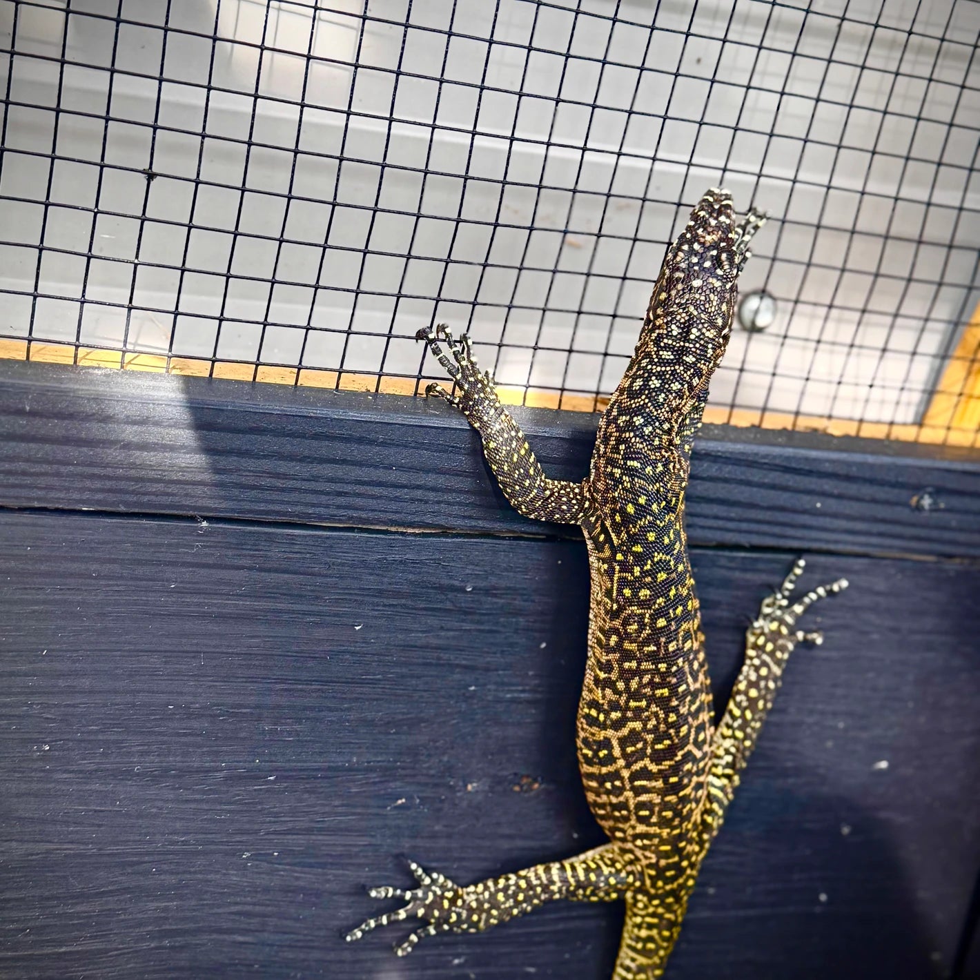 Jayapura Blue Tailed Monitor (Varanus Doreanus)