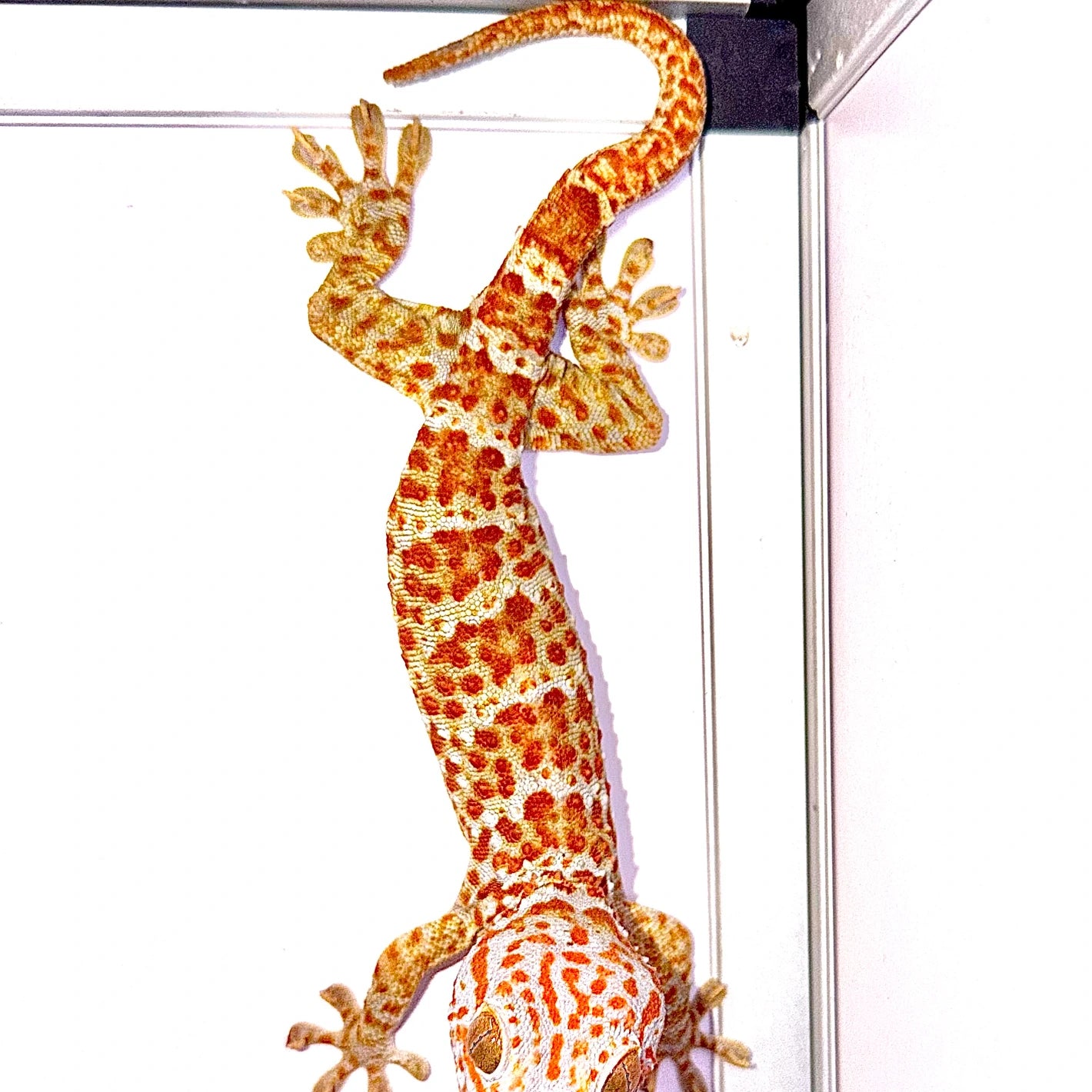 High Red Tokay Gecko Adult Wild Caught
