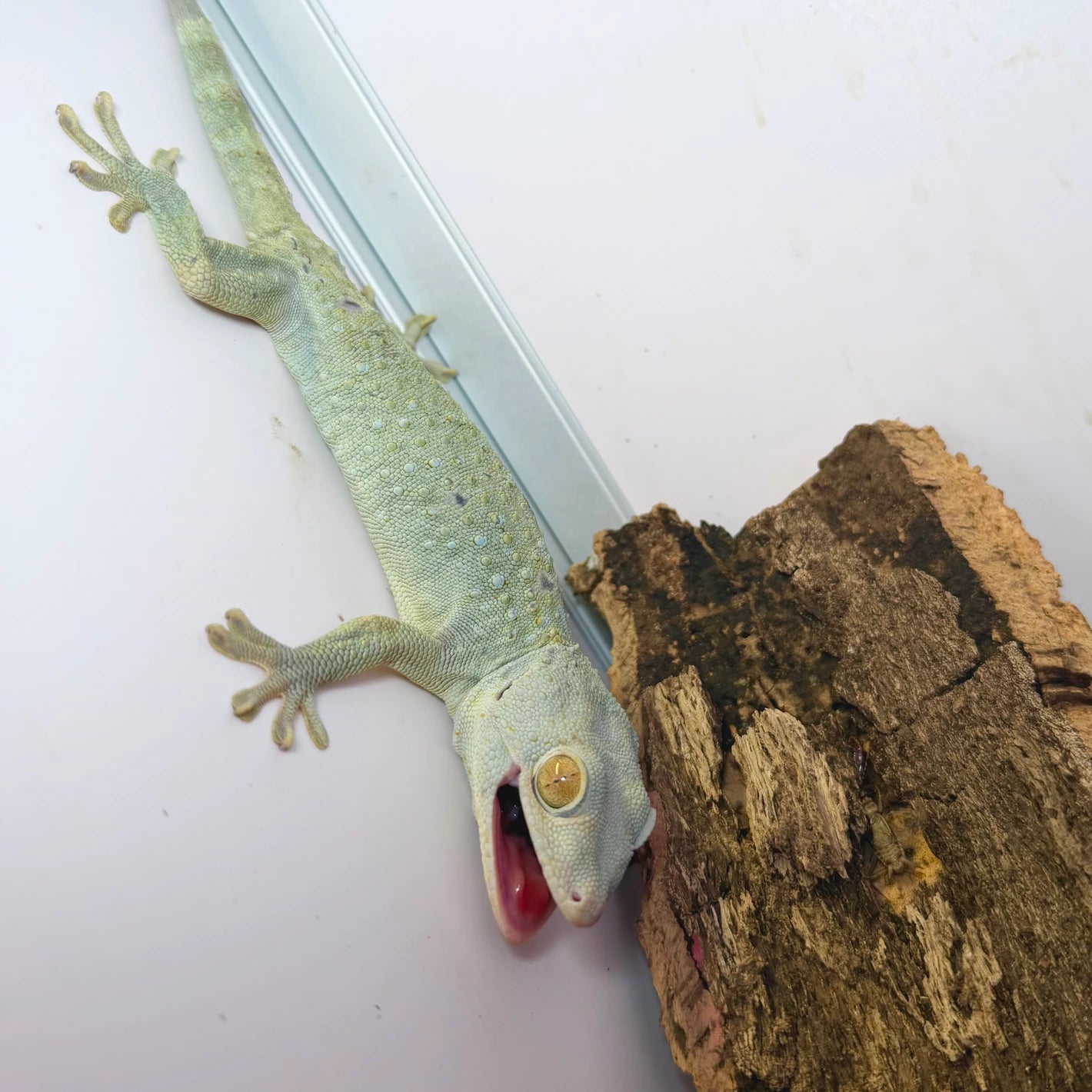Patternless Tokay Gecko Juvenile Wild Caught