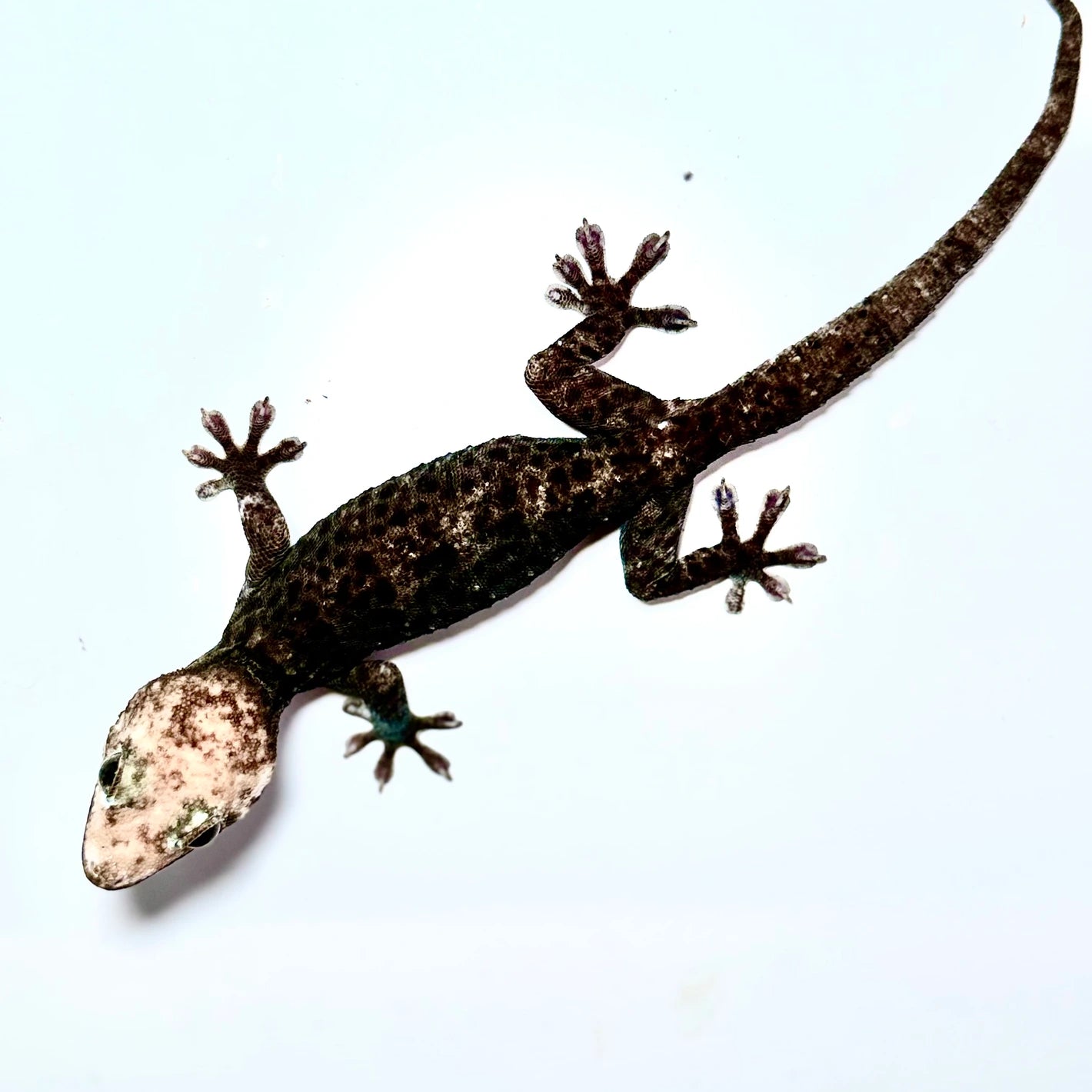 Low White Pied Tokay Gecko Adult