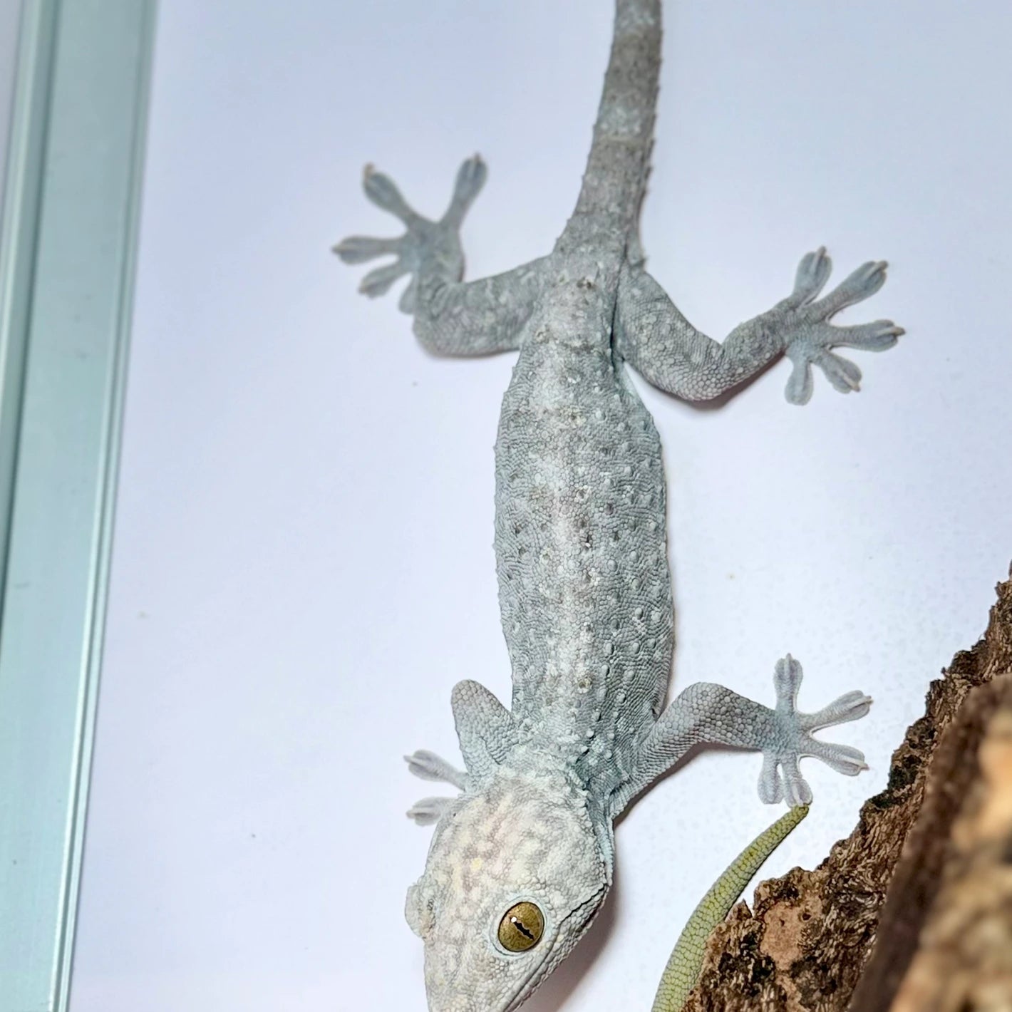 Silver Mist Tokay Gecko Male Wild Caught