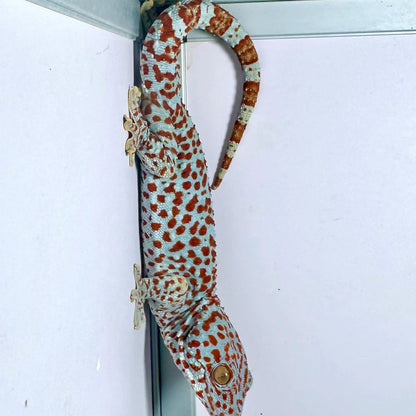 Tokay Gecko Adult Female
