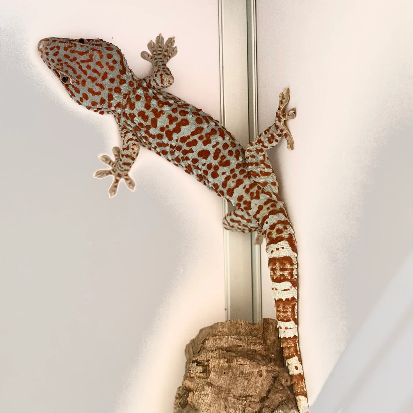 Tokay Gecko Adult Female