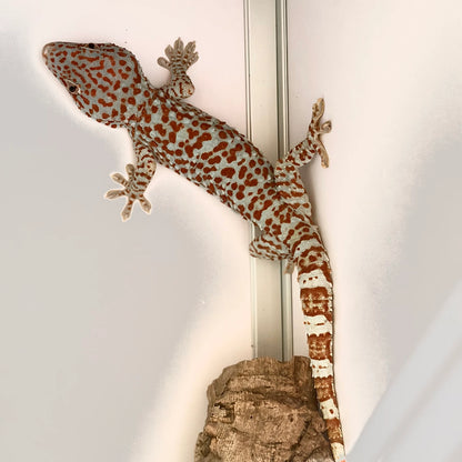 Tokay Gecko Adult Female