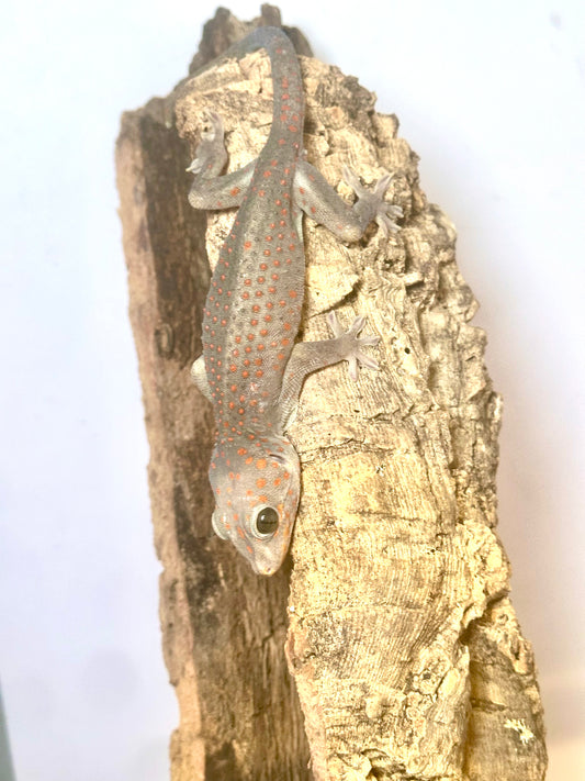 Candy Dot female Tokay