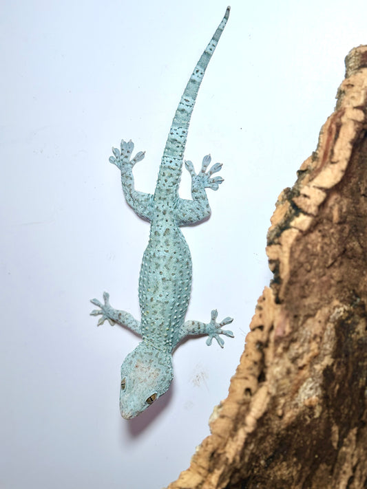 Blue Granite male Tokay