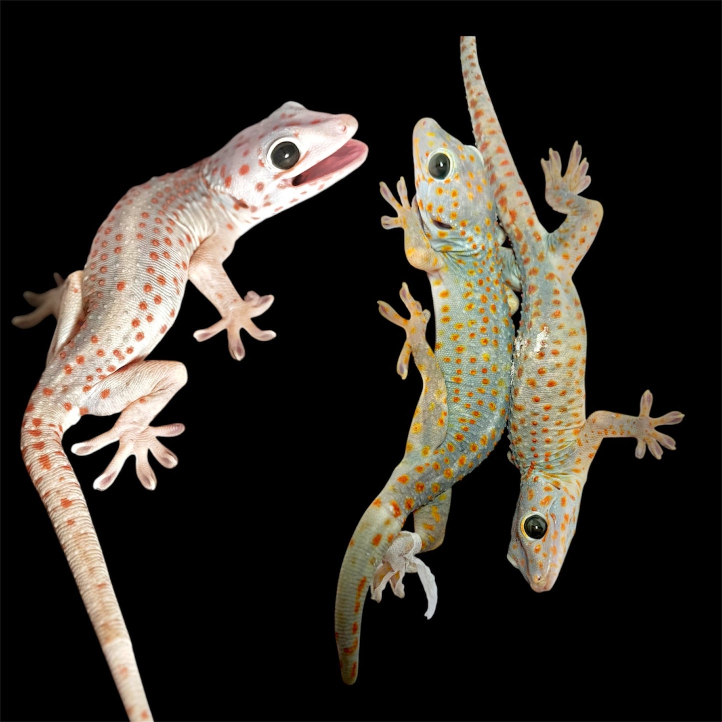 1.2 Candy Dot Tokay Geckos